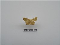 藏品(尺蛾446)的圖片